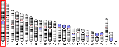 Methylenetetrahydrofolate reductase