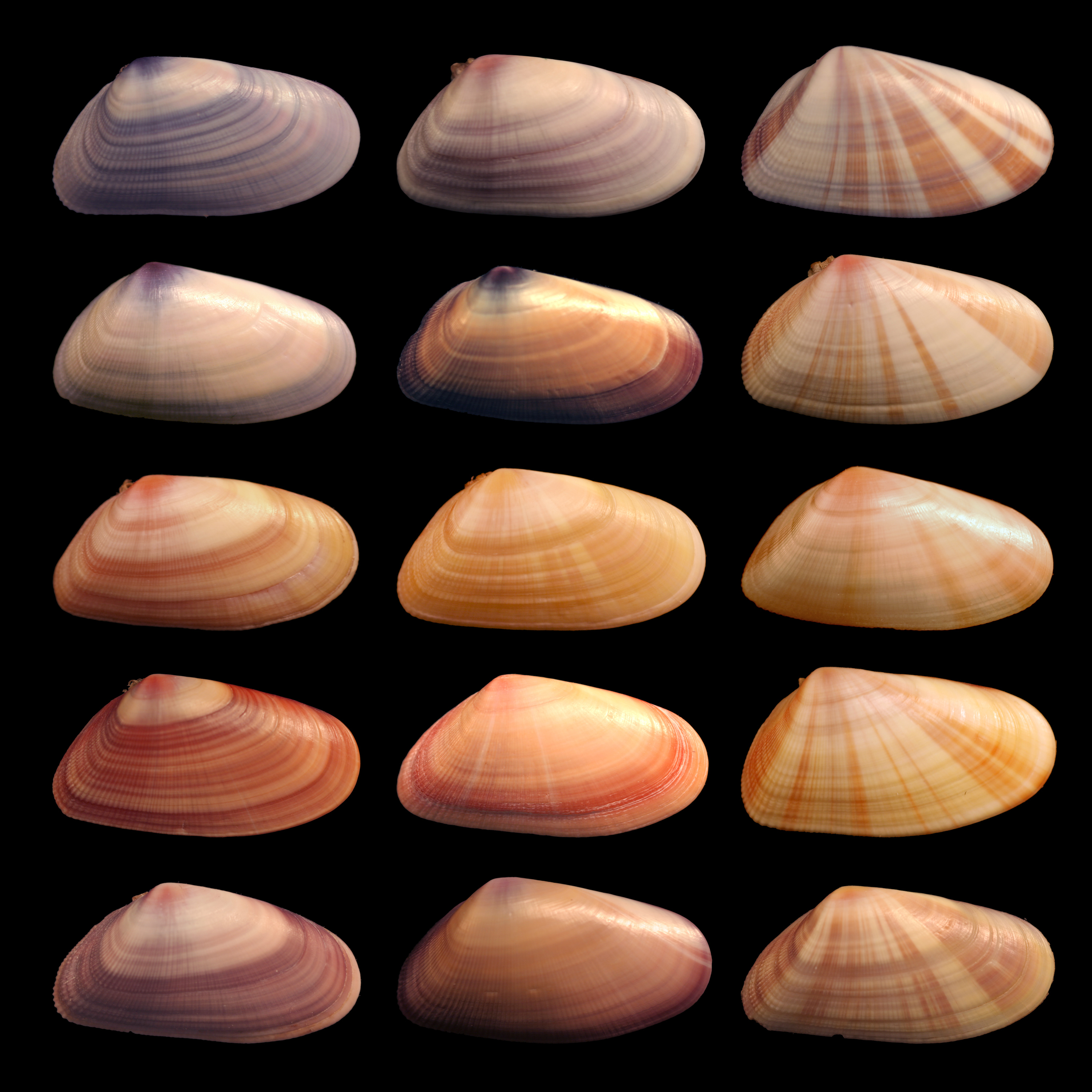 Fenotips
